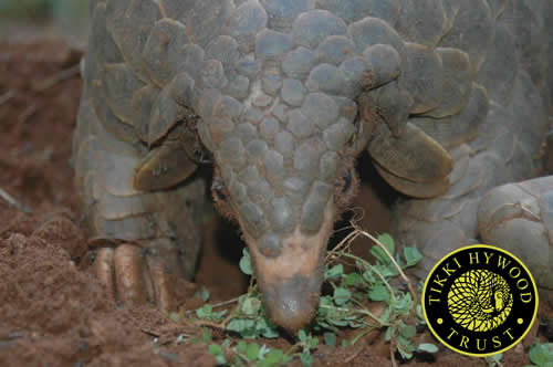 More than three tons of pangolin scales from Africa were seized in Asia during the first six months of 2014. PHOTO: Tikki Hywood Trust