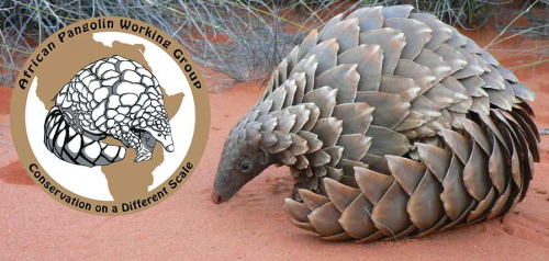 The African Pangolin Working Group will be formally launched on 19 February 2015. Photo via pangolin.org.za