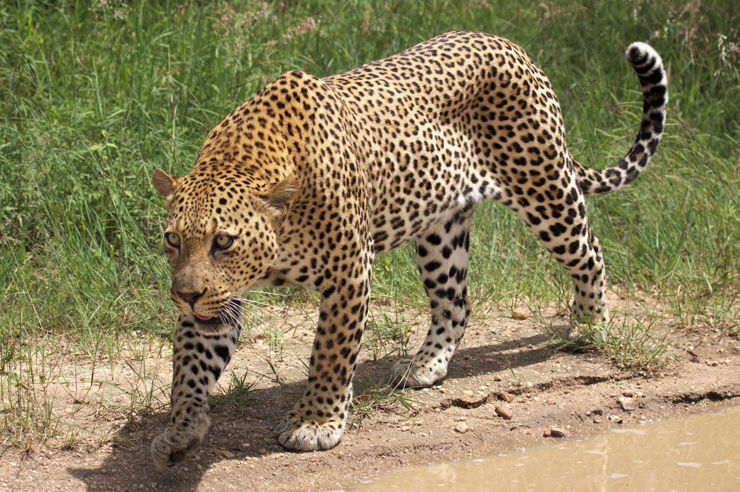 Lepard South Africa 40