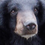 Vietnam: Celebrities Say No to Bear Bile in TV Campaign