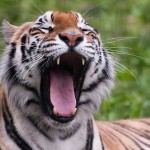 WikiLeaks Cable Reveals Chinese Tiger Farms Catering to Consumption, Not Conservation