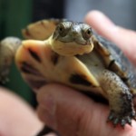 U.S.: Maine Continues Commitment to Protect Threatened Turtles from Motorists