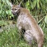 U.S.: Killer of Endangered Florida Panther Pleads Guilty