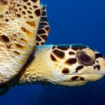Endangered Marine Turtles on the Menu: Philippine Authorities Promise to Take Action