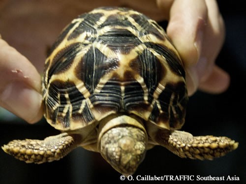 Young Indian Star Tortoise (Geochelone elegans) observed at a reptile expo in Jakarta, Indonesia, December 2010.