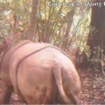 Almost All the World’s Javan Rhinos Documented in One Video