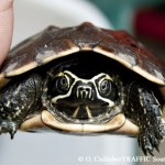 Study Finds Illegal Trade in Turtles and Tortoises Thriving in Indonesia