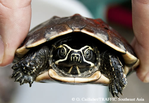 Malayan Snail-eating Turtle (Malayemys subtrijuga).  Twenty of these CITES Appendix II-listed individuals were observed for sale in Jakarta in 2010.