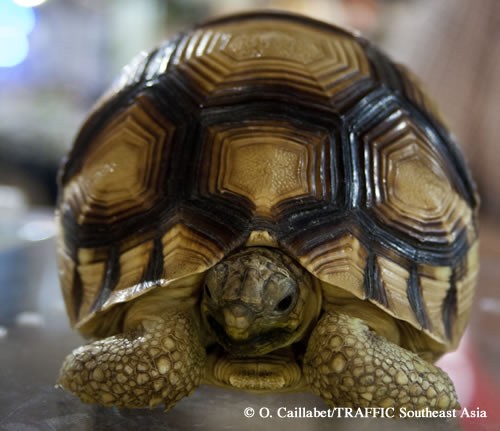 Ploughshare Tortoise (Astrochelys yniphora). Photographed at a reptile expo in Jakarta, Indonesia on December 10, 2010. 