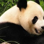 Malaysia’s Imperiled Wildlife Snubbed, Gov’t to Spend Millions on ‘Panda Diplomacy’