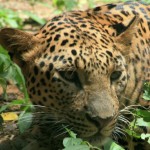 India: 356 Leopards Dead in 365 Days [Graphic Video]