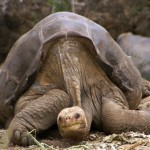 Last of His Kind: ‘Lonesome George’ the Galapagos Tortoise Passes Away