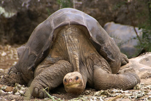 pinta giant tortoise food