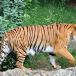 India: 10 Tiger Killers Arrested, Traps Confiscated
