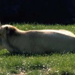 Kazakhstan: 60 Critically Endangered Saiga Antelopes Slaughtered, Horns Missing