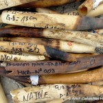 Gabon Destroys Over 5 Tons of Ivory in Support of Elephant Protection #gabonivoryburn