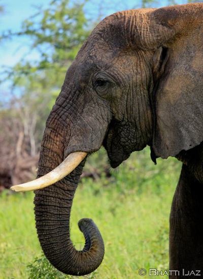 Sri Lanka Seizes Nation's Largest Ever Illicit Ivory Haul :: ANNAMITICUS