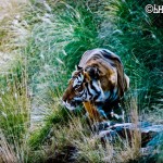 Global Efforts to Protect Tigers Undermined by China