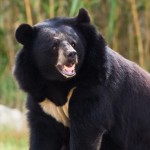 South Korea: 2 Bears Killed After Escaping from ‘Farm’