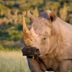 South Africa: Chinese National Gets 8 Years for Rhino Horn Possession