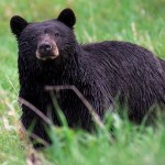 Virginia Resident Pleads Guilty to Trafficking Bear Gallbladders