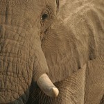 Spain’s King Juan Carlos Ousted from WWF for Elephant Hunt Debacle