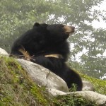 China: 5 Bears Killed, 6 Suspects Arrested