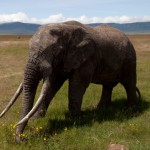 Thailand to List African Elephant as Protected Species