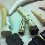 Ivory Among Endangered Species Products Seized from Passenger at LAX