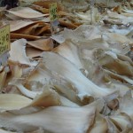 Chinese Netizens Skeptical of Gov’t Ban on Shark Fin Soup
