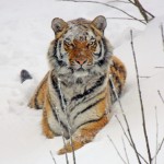 10 Facts You Might Not Know About Tigers