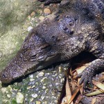 China: Police Seize Over 3,600 Critically Endangered Crocodiles