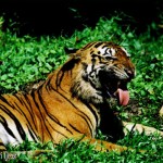 South Africa: More ‘Tiger Breeding’ Questions