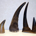 U.S. Antiques Dealer Pleads Guilty in Rhino Horn Trafficking Case