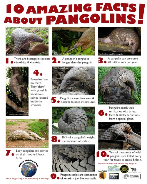 10 Amazing Facts About Pangolins!