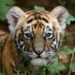 Thailand: Corruption Case Over Tiger Exports Moves Forward