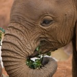 12 Things You Might Not Know About Elephants