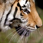 Tiger Population Increasing in Nepal [2012]