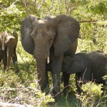 19 Elephants Killed in Botswana