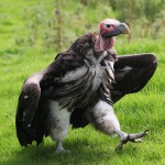 16 Things You Might Not Know About Vultures