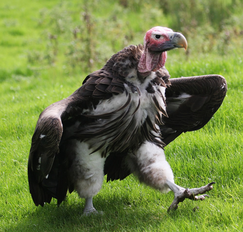 all about vultures