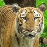 India: Tiger Shot, Hacked into Pieces Inside Zoo