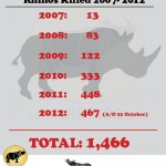 South Africa: 467 Rhinos Killed in 295 Days