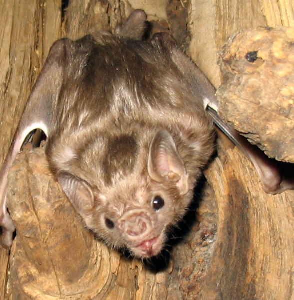 10 Things You Might Not Know About Bats :: ANNAMITICUS