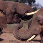 CITES CoP16: Tanzania Proposes Ivory Stockpile Sale & Reduced Elephant Protection