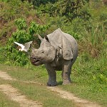 India: Rhino Horn Trafficking Gang Members Nabbed