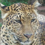 India: At Least Four Leopards Per Week Lost to Illegal Wildlife Trade
