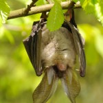10 Things You Might Not Know About Bats