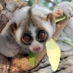 Sec. Clinton Plans to Include Wildlife Trafficking on East Asia Summit Agenda 