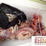 Indonesia: Pangolin Traffickers Busted by Rhino Protection Unit